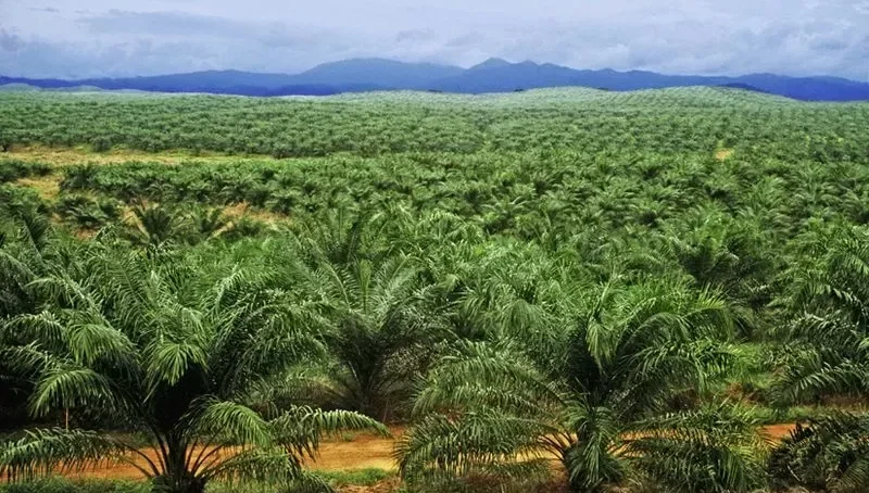 Plantation Headhunter Indonesia